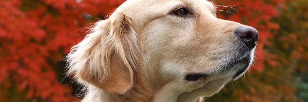 Golden Retriever, Biszkoptowy