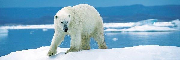 Polarny, Lod, Woda, Niedźwiedź