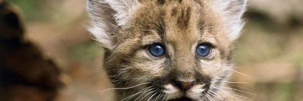 Oczy, Niebieskie, Puma