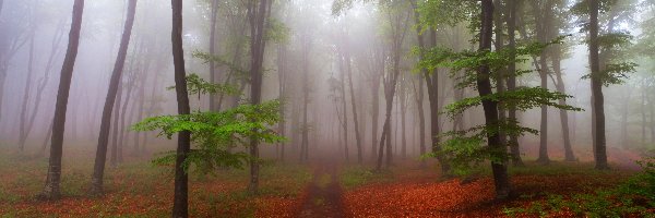 Mgła, Drzewa, Liście, Jesień, Ścieżka, Las