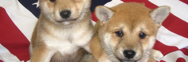 flaga USA, Shiba inu, dwa