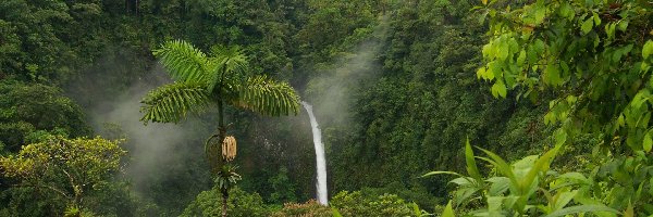 Wodospad, Dżungla
