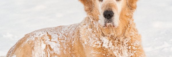 Golden Retriever, Śnieg, Zima