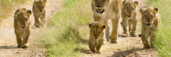 Safari, Rodzinka, Lwia