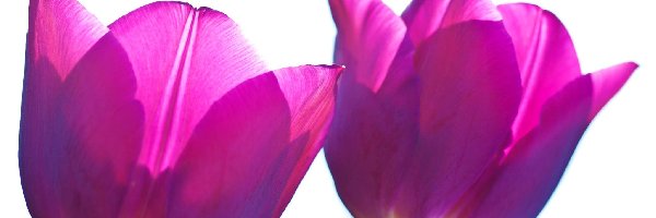 Tulipany, Tło, Białe, Fioletowe
