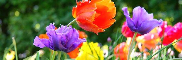 Park, Tulipany