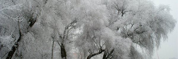 Szadź, Zima, Drzewa