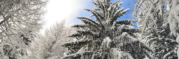 Zima, Śnieg, Drzewa