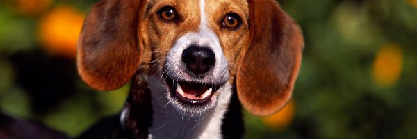 Obroża, Beagle