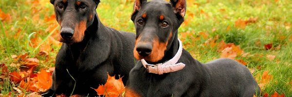 Liście, Dobermany