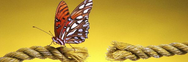 Sznur, Zerwany, Motyl
