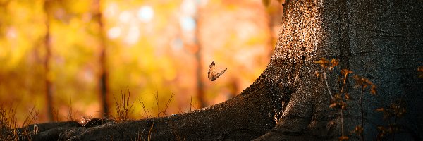 Korzenie, Drzewo, Pień, Motyl