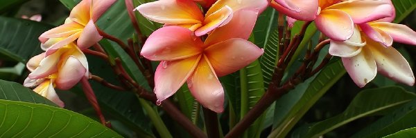 Plumeria, Kwiat