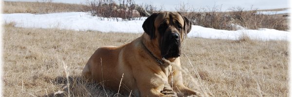 łąka, Mastiff, Mastif angielski