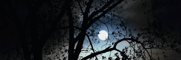 Pełnia, Liście, Księżyca, Drzewo