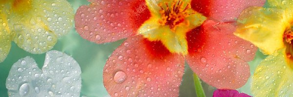Rosy, Krople, Kwiaty