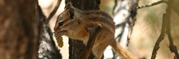 Drzewo, Chipmunk, Wiewiórka