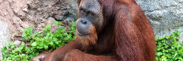 Zielań, Skała, Orangutan