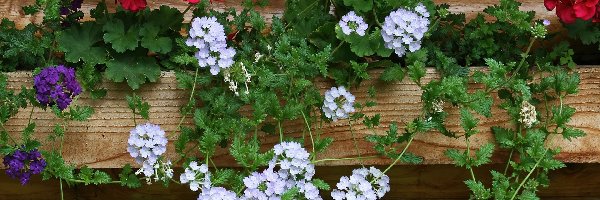 Czerwone, Białe, Pelargonie