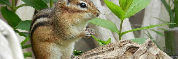 Roślinki, Konar, Chipmunk