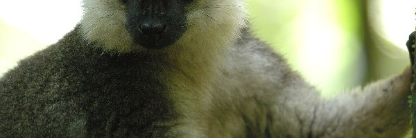 Lemur