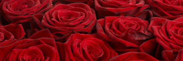 Róż, Czerwonych, Główki
