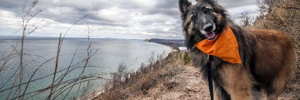 Chustka, Owczarek belgijski Tervueren, Jezioro, Pies