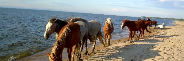Plaża, Piasek, Morze, Konie