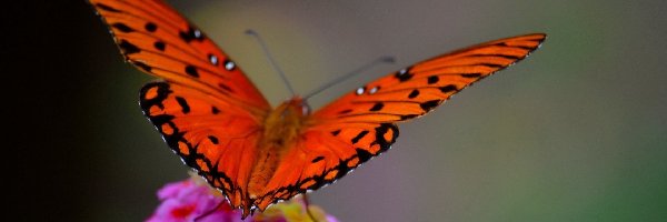 Motyl, Kwiatek, Polny