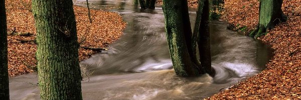 Rzeka, Liście, Las, Rwąca