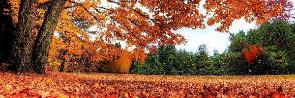 Kolorowe, Liście, Drzewa, Park