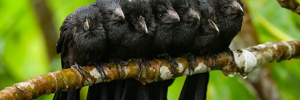 Ptaki, Kumple, Gałąź, Czarne