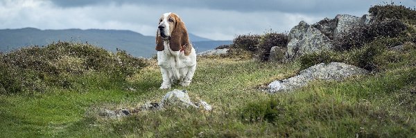 Hound, Trawa, Kamienie, Basset