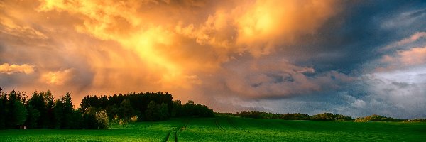Słońca, Trawy, Pola, Zachód