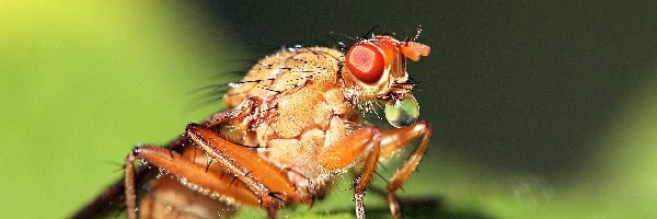 Makro, Zdjęcie, Owad