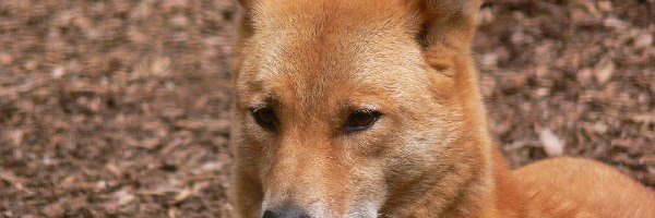 Dingo, Pies, Dziki