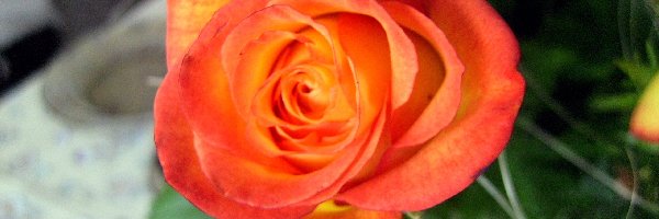 Kwiat, Róża, Herbaciana