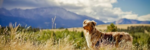 Polana, Owczarek australijski-australian shepherd