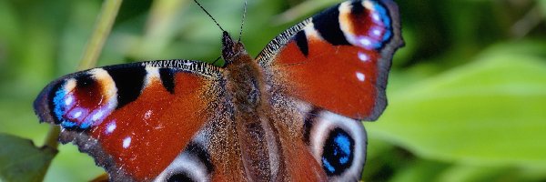 Rusałka pawik, Skrzydełka, Rozłożone, Motyl