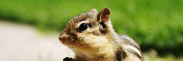 Chipmunk, Wiewiórka, Mała