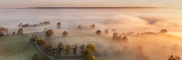 Pastwiska, Drzewa, Mgła, Pola