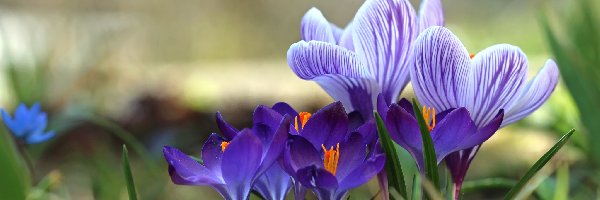Krokusy, Kwiaty, Wiosna, Fioletowe
