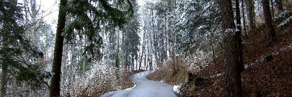 Droga, Drzewa, Ośnieżone, Zima, Las