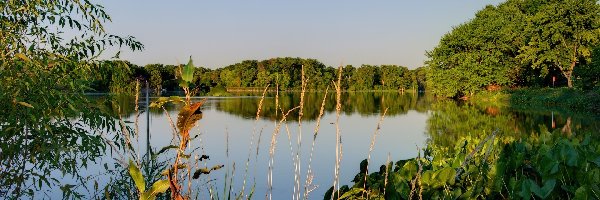 Las, Szuwary, Jezioro