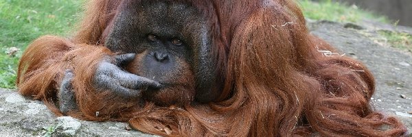 Orangutan, Sierść, Długa, Zamyślony