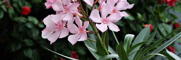 Rozmycie, Oleander, Różowy