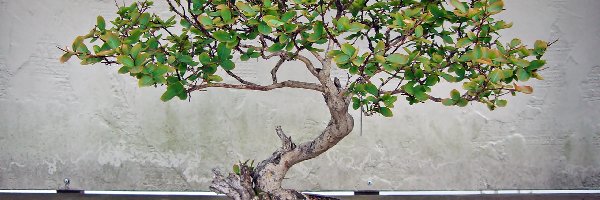 Bonsai, Drzewko