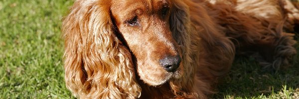 Trawa, Spaniel