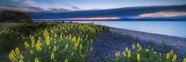 Żółty, Taupo, Kwiaty, Łubin, Jezioro, Nowa Zelandia