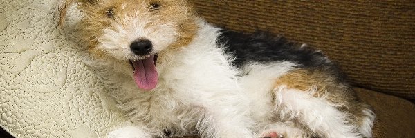 Kudłaty, Poduszeczka, Terrier, Łaciaty
